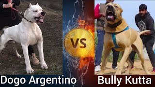 Dogo Argentino VS Bully Kutta | Who is more Powerful ? by Shubham Medhekar 8,354 views 1 year ago 3 minutes, 5 seconds