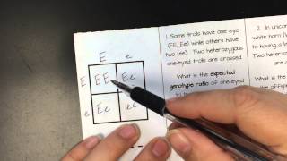 Punnett Squares Window Foldable