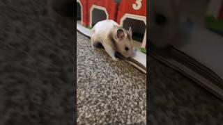 Whats That Smell  funnyanimals trending viral cuteanimals funny
