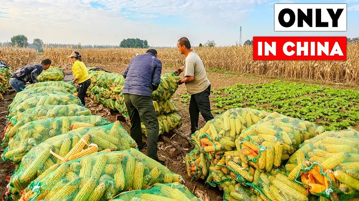 US vs China Corn Farming | How Good Is Corn Production in China and Why China Stop Buying US Corn?