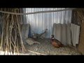 разведение фазанов и их породы