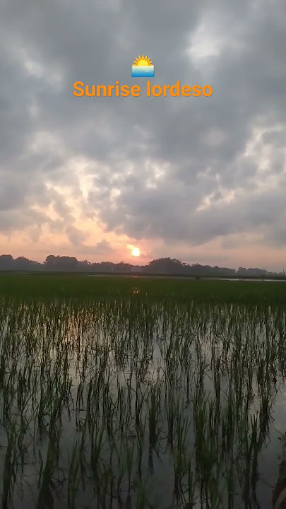 sunrise di pagi hari sawah samping desa #nature #pemandangan #sawah #demak #padi #shorts