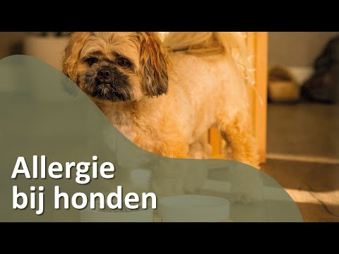 Video: Behandeling Van Atopische Dermatitis Bij Honden: Bijgewerkte Richtlijnen Van Het Internationaal Comité Voor Allergische Ziekten Bij Dieren (ICADA)