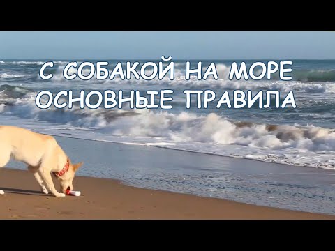 Видео: Путешествие с собакой: как защитить свою собачку на отдыхе