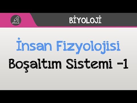 İnsan Fizyolojisi - Üriner Sistem (Boşaltım Sistemi) -1