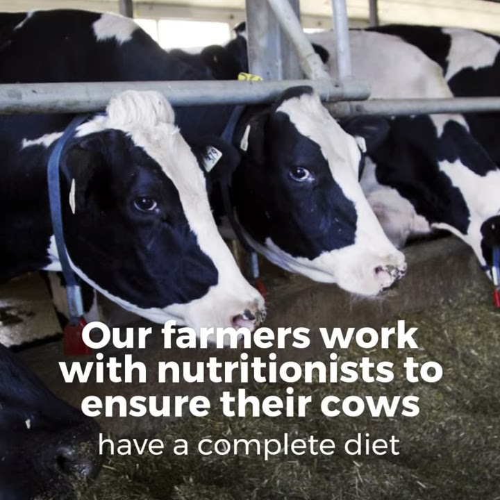 What do dairy cows eat YouTube