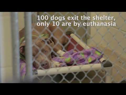 วีดีโอ: สิ่งที่ต้องค้นหาใน Doggy Daycare