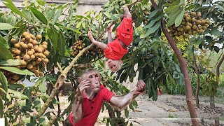 KUKU training monkey su how to climb trees be encountered serious problems