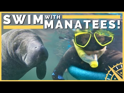 ???????? Manatee Capital of the World: Crystal River, Florida! | Newstate Nomads