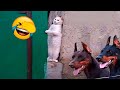 Perros 🐶 vs Gatos 😻 🤣 Videos Divertidos De Animales 😁 Parte 3