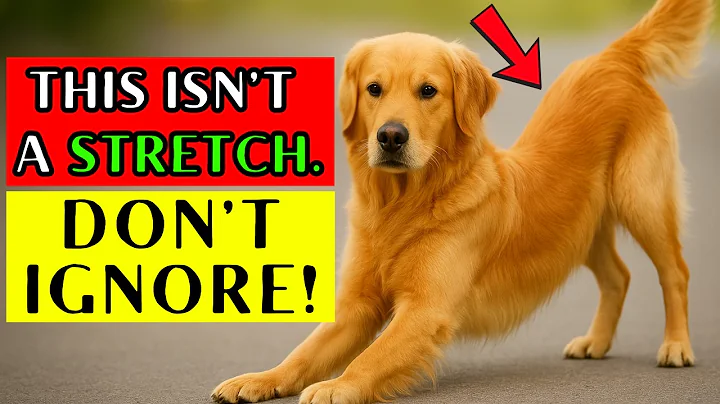🐾 If Your Dog Stretches When They See You… This Is What It REALLY Means!