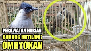 Perawatan Harian Burung Kutilang Ombyokan