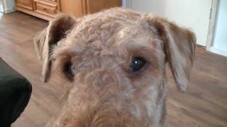 Being watched by an Airedale