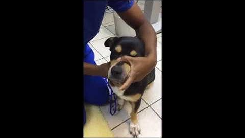 AVMA task video complete