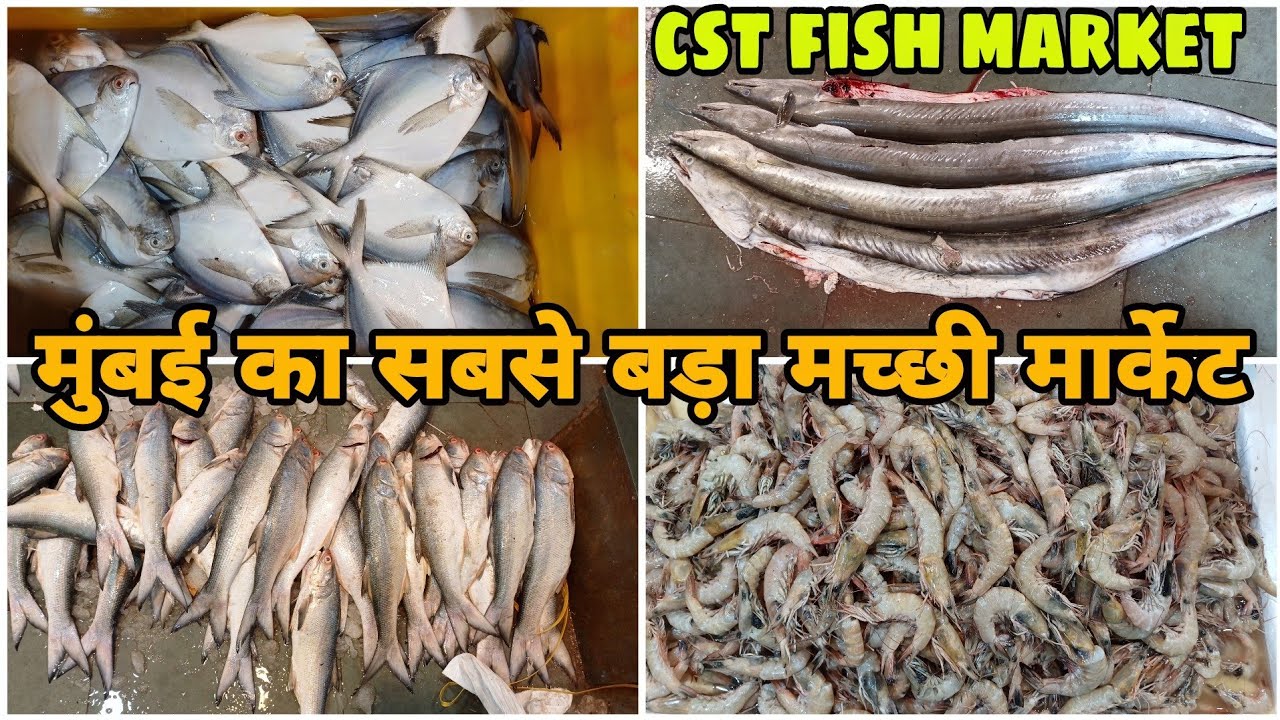 मुंबई का सबसे बड़ा मच्छी मार्केट cst fish market mumbai fish market