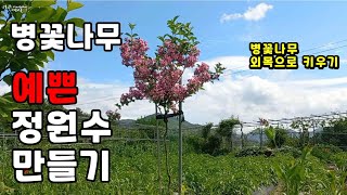 병꽃나무 꽃이 너무 예뻐서 외목으로 키우는 중입니다 /노지정원 병꽃나무 키우기