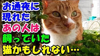 猫の不思議な話 Youtube