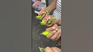 Tips for choosing male and female Cucak Ijo chicks from Rafli Birdshop