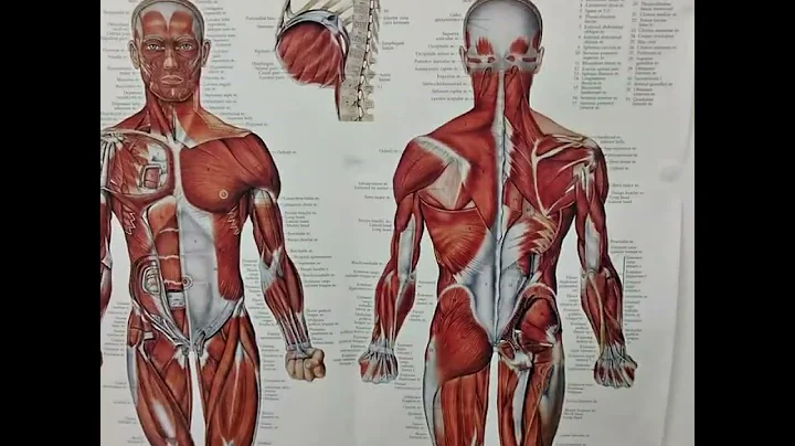 what to expect from arch support orthotic work boots