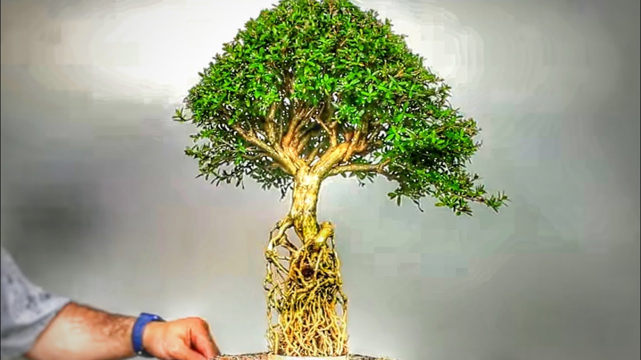 BONSAI ESTILO MANGUEZAL - RAÍZES EXPOSTAS