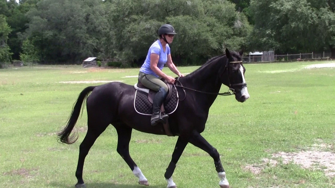 Beautiful 17.1 Black 12yo Warmblood Gelding YouTube