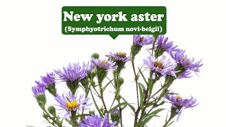 Lively, lie--New York aster