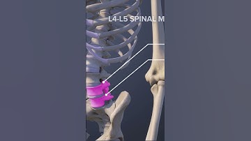 The L4-L5 Spinal Motion Segment