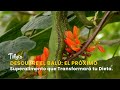 Descubre el Balú: El Próximo Superalimento que Transformará tu Dieta - TvAgro por Juan Gonzalo Angel