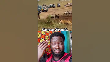 The King Laion Animals Funny Youtube 
