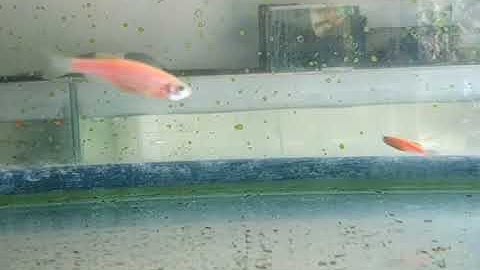 AYU CANTIKA - SEMAKIN SAYANG SEMAKIN KEJAM MAHESA MUSIC