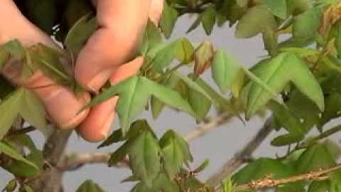Bonsai Channel - Pruning a Trident Maple