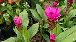Bán cây hoa nghệ tây