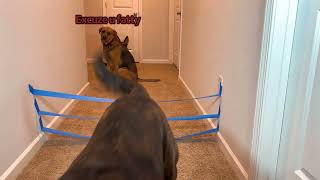 Dogs try Painters Tape Challenge