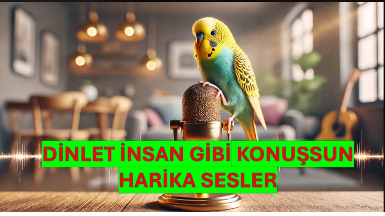Kuşunuzun Konuşmasını İstiyor musunuz? İşte Onu Konuşturacak Büyülü Sesler! , Muhabbet Kuşu konuşma