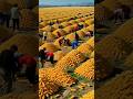 Beautiful nature fruit cutting enjoy.#fruit#fruitcutting#gardening#farming#shorts