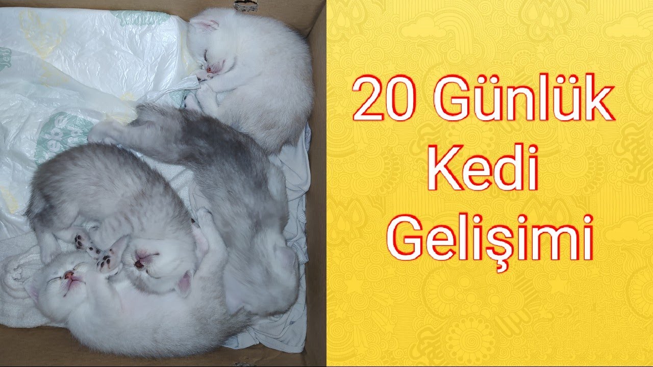 20 günlük kedi gelişimi, göz yaşarması,kızarması durumunda kullandığım
