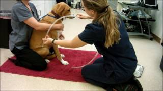 Task 34 Place A Stomach Tube In A Dog Simulation