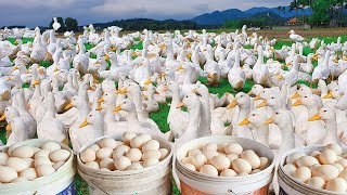 120 Days Of Fattening Ducks At The Farm - Collecting Duck Eggs - Ducks