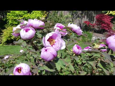 ভিডিও: নন-ডাবল জাপানি Peonies - উদ্যান সজ্জা