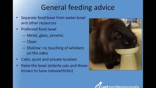 Feeding advice for cats by Feline Friends Academy 53 views 6 years ago 1 minute, 32 seconds