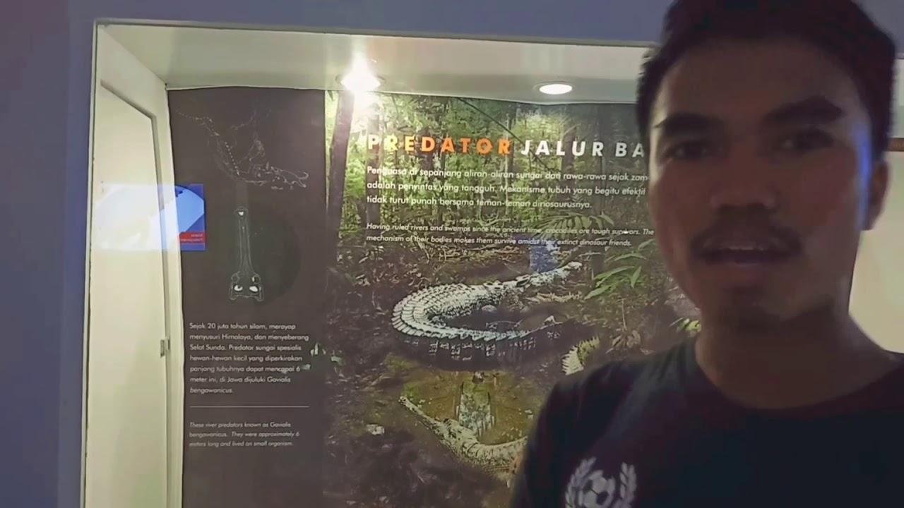 Hewan Purba Museum Sangiran Buaya Sangiran YouTube Hewan Purba Museum Sangiran Buaya Sangiran YouTube