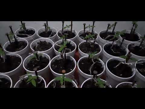 Tecnica ALVP!!! Asi De Nueva Cuenta Con Este Cuadrito 🌱🌳🍅 Puro Tomatitos