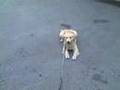 Positive Dog Training Positive Dog Training