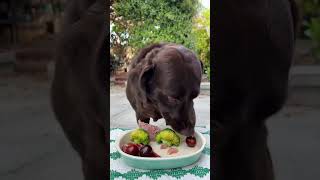 What do ordinary people feed Labradors