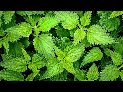 Листья майской крапивы для потенции