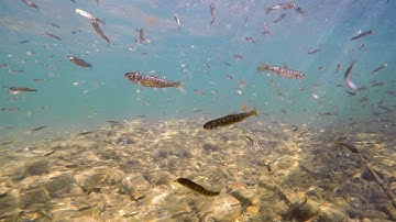 Creating a Juvenile Production Estimate for Spring-run Chinook Salmon