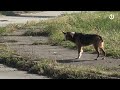 Sve češći napadi pasa lutalica u Zenici: "Čula sam kad je sin zaplakao" (VIDEO)