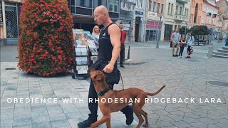 Obedience and off leash walking in the city with Rhodesian Ridgeback LARA dog training