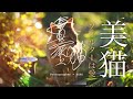 美しい姿 写真家と猫 FILM04