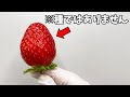 イチゴの表面にあるのは種ではありません【イチゴの解剖】
